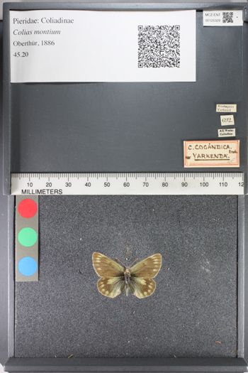 Media type: image;   Entomology 125329